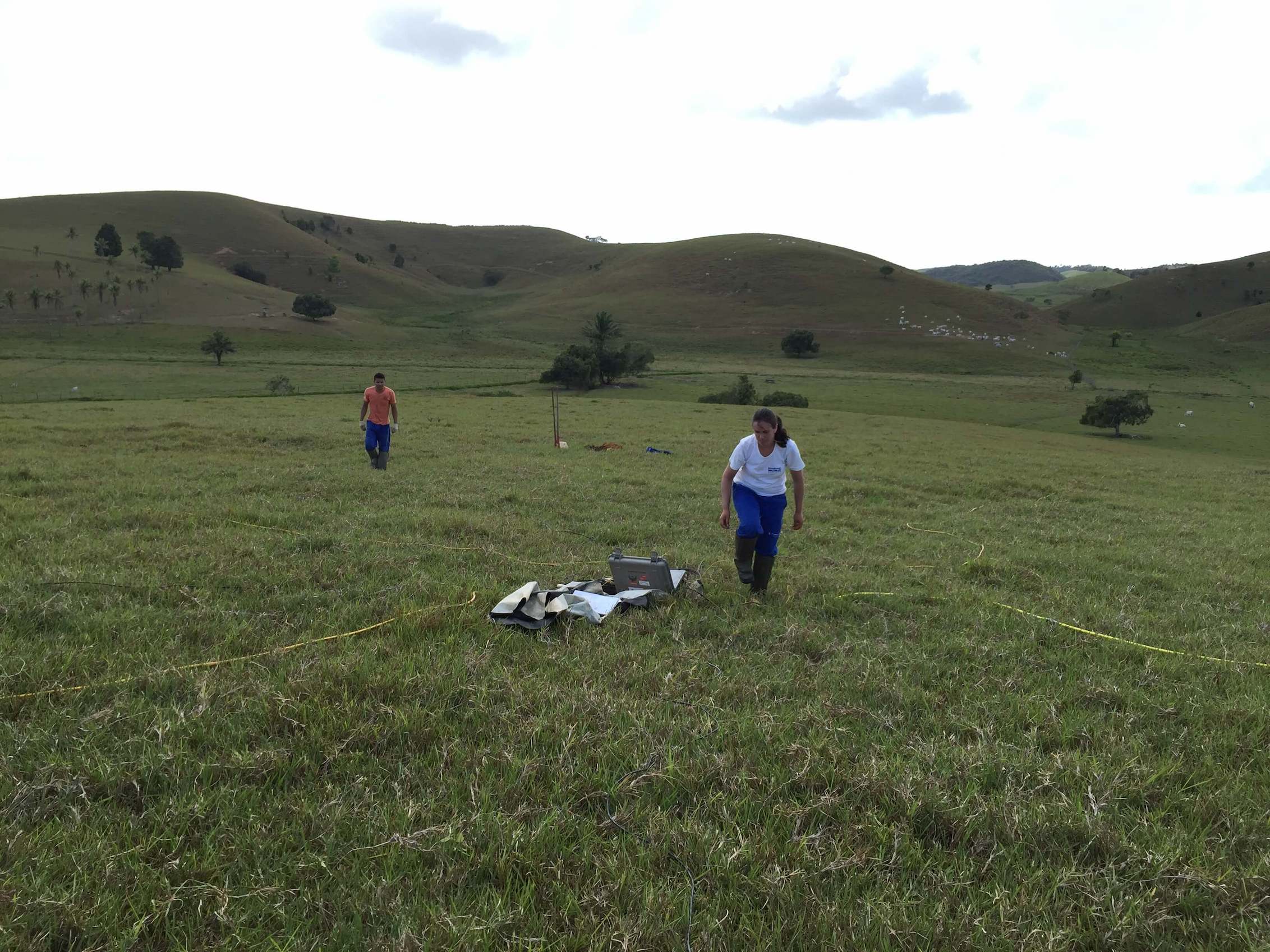 green meadows of latin america